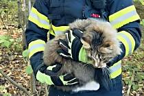 Kocourka, který uvízl vysoko na stromě, zachránili zábřežští hasiči.