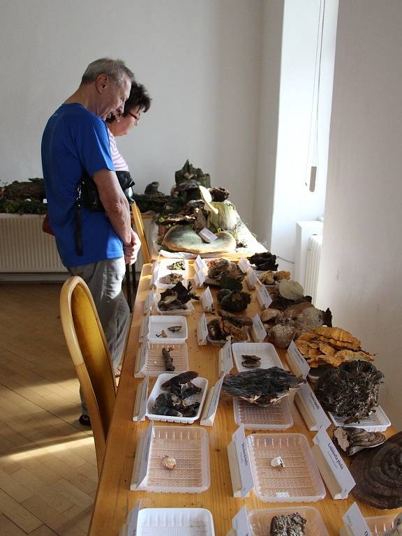Výstava hub v šumperském muzeu.
