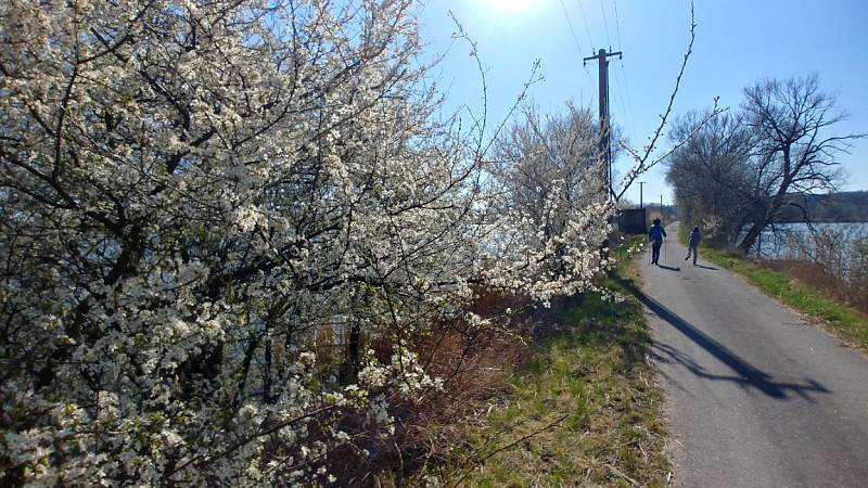 Jarní fotka z procházky ze Záhlinických rybníků, foceno dne 2.4.20