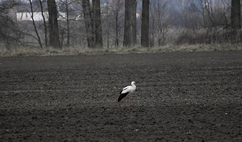 Nezamysličtí jsou na svého čápa Oskara právem hrdí. 2.4. 2021