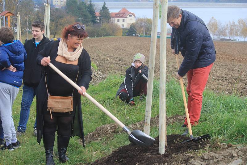 Alej malého Noe vznikla na staré cestě k přehradě v Plumlově