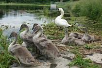 Početná labutí rodinka na rybníku Bidelci v Plumlově - 16. 6. 2020
