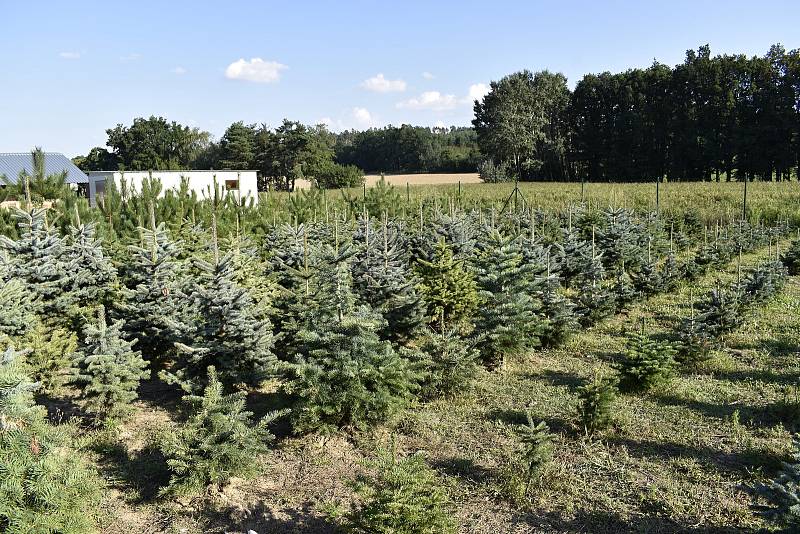 Na plantáži rodiny Svobodových kousek od Prostějova byl zahájen prodej vánočních stromků.