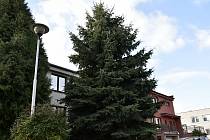 Letošní vánoční strom věnoval Prostějovu soukromý dárce z místní části Čechovice. 5.11. 2021