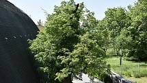 Kostelecké krbál získal ocenění v celostátní anketě Strom roku - titul Strom hrdina.