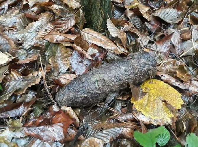 Nález dělostřeleckého protipancéřového granátu v lese u Nových Sadů