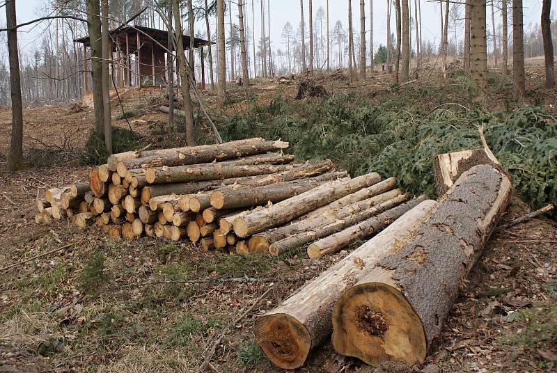 Těžba dřeva a zalesňování podél žluté turistické trasy z Pohodlí do Seče - konec března 2020