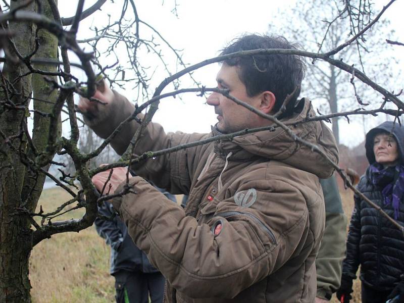 Praktický nácvik ořezávání ovocných stromů v Dubanech