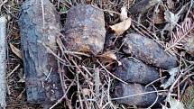 ŠEST GRANÁTŮ. Nevybuchlá munice v lese u Brodku u Konice.