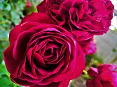 Růže odrůdy „Rotkäppchen“