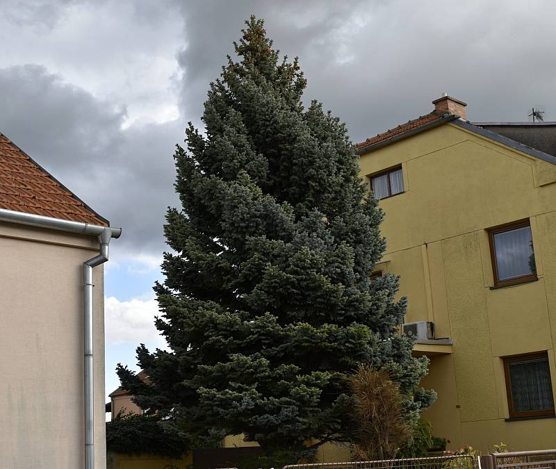 Prostějovský vánoční strom přijede na náměstí T. G. Masaryka z Vrahovic. 25. října 2022