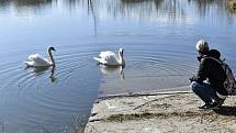 Prostějovský rybník má po letech opět svůj labutí pár. Jeho život bedlivě sleduje ornitolog Tomáš Oplocký. 24.3. 2022