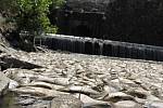 Uhynulé ryby na plumlovské přehradě 