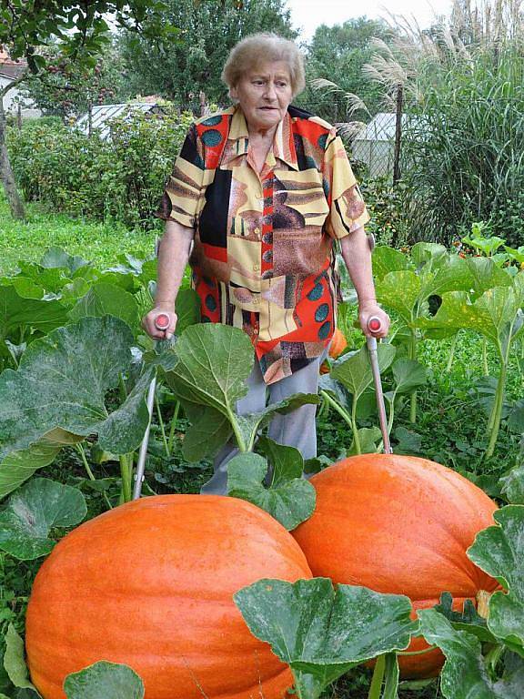 Osmdesátileté pěstitelce Marii Říhové z Brodku u Prostějova se na zahrádce urodily dýně jako hrom 
