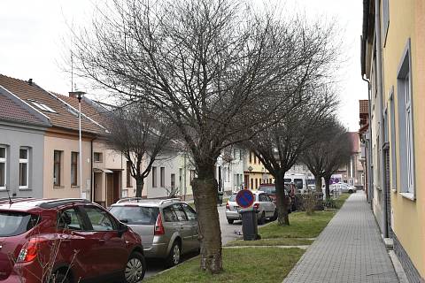 Dlouhé roky stínily v Nerudově ulici třešně. Ty byly vykáceny na jaře 2023 a budou nahrazeny habry a hlohy.