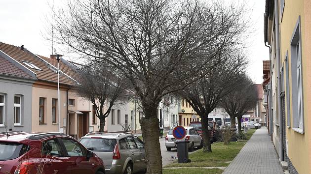 Dlouhé roky stínily v Nerudově ulici třešně. Ty byly vykáceny na jaře 2023 a budou nahrazeny habry a hlohy.
