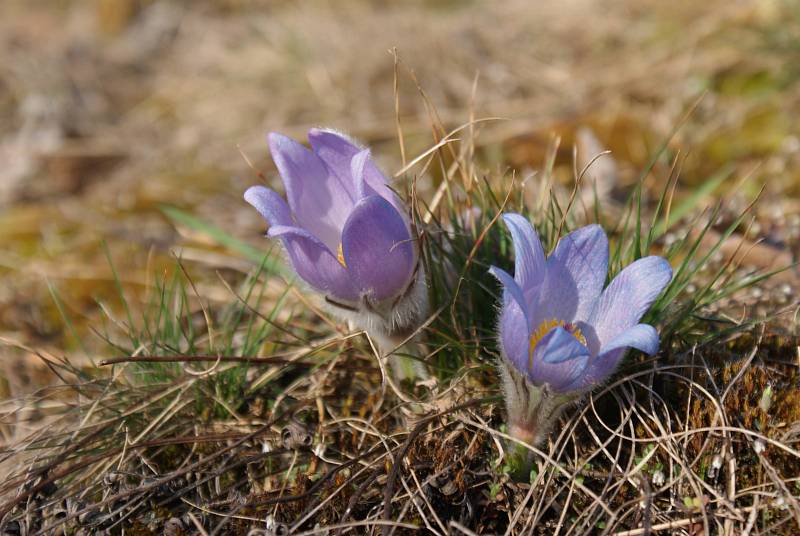 Koniklece na Vinohrádku u Plumlova - 19. 3. 2019