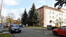 Vánoční strom 2019 roste v ulici Dr. Horáka v Prostějově
