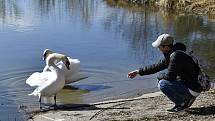 Prostějovský rybník má po letech opět svůj labutí pár. Jeho život bedlivě sleduje ornitolog Tomáš Oplocký. 24.3. 2022