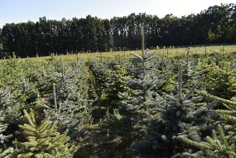 Na plantáži rodiny Svobodových kousek od Prostějova byl zahájen prodej vánočních stromků.