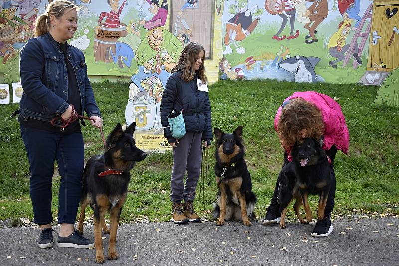 Historické psí plemeno - Chodský pes, mělo první svod ve Žraloku. 4.10. 2021