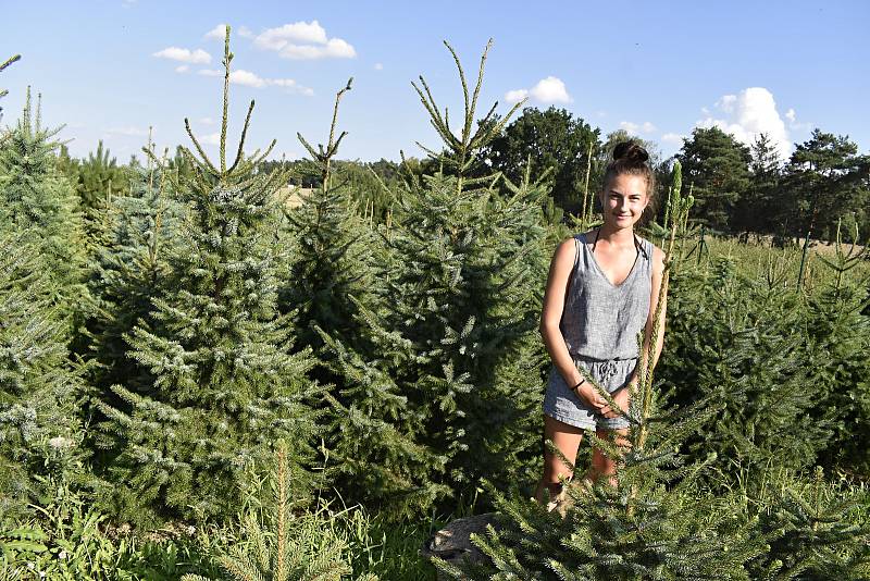 Na plantáži rodiny Svobodových kousek od Prostějova byl zahájen prodej vánočních stromků.