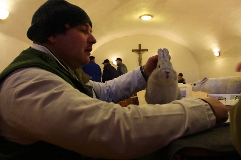 Výstava králíků a holubů v Kostelci na Hané