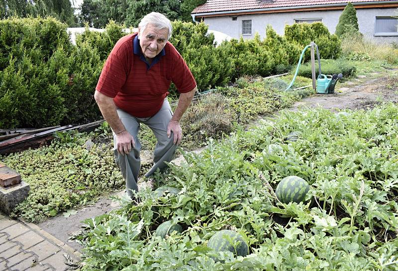 Zdeněk Dopita pěstuje melouny ve Služíně na zahradě.