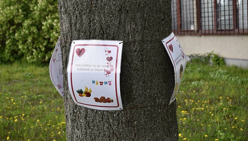 Před prostějovským Mateřským centrem Cipísek vyrostl strom Láskovník.