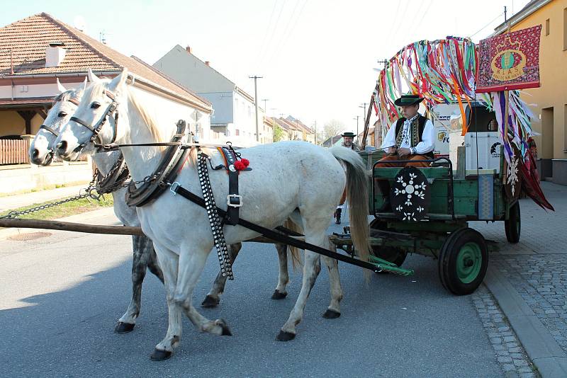 Krojovaný mrskut v Kralicích na Hané