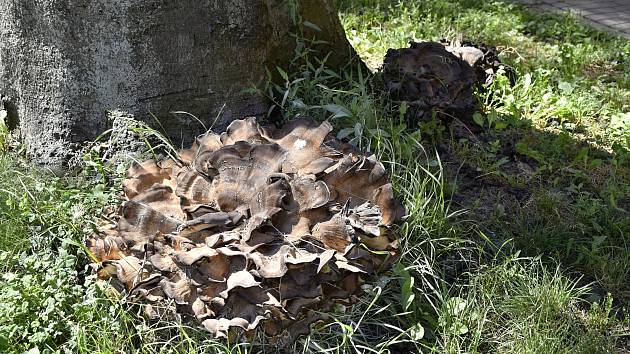 Dva obří exempláře dřevokazné houby vyrostly přímo v centru Prostějova u kořenů staletého buku. 12.8. 2022