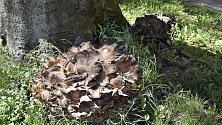 Dva obří exempláře dřevokazné houby vyrostly přímo v centru Prostějova u kořenů staletého buku. 12.8. 2022