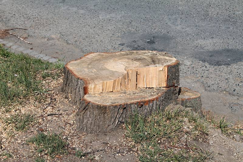 Rekonstrukce Plumlovské ulice si vyžádala oběť v podobě vykácení pěti letitých a zdravých lip.