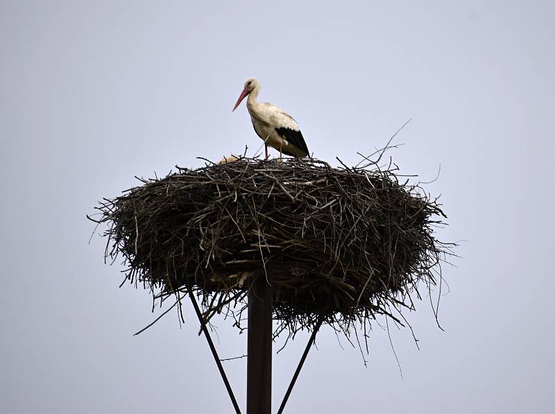 Bohuslavická čapí rodina už je pospolu. Paní čápová přiletěla za svým druhem večer ve středu 31. března. 1.4. 2021