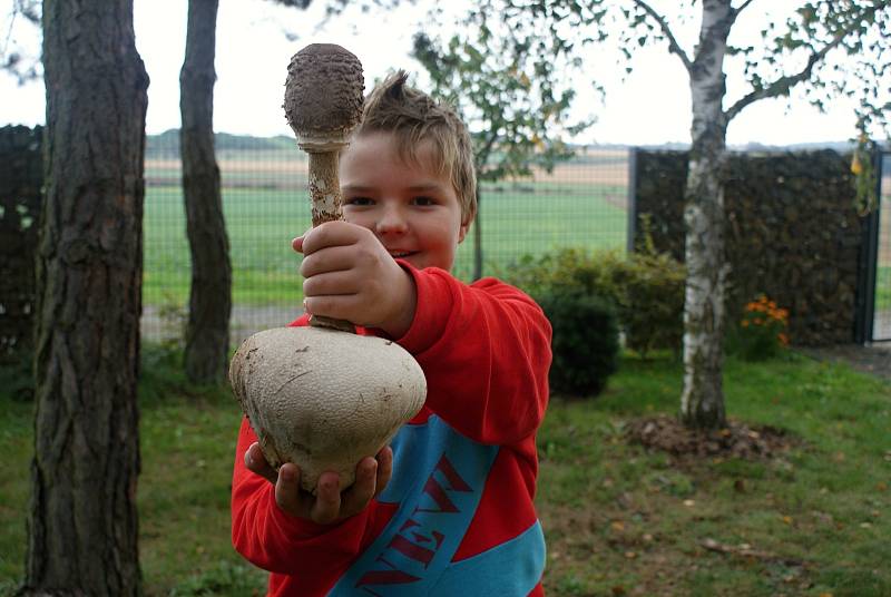 Houbaření na Prostějovsku o druhém říjnovém víkendu - Karlík Rozehnal a pýchavka obrovská a bedla vysoká