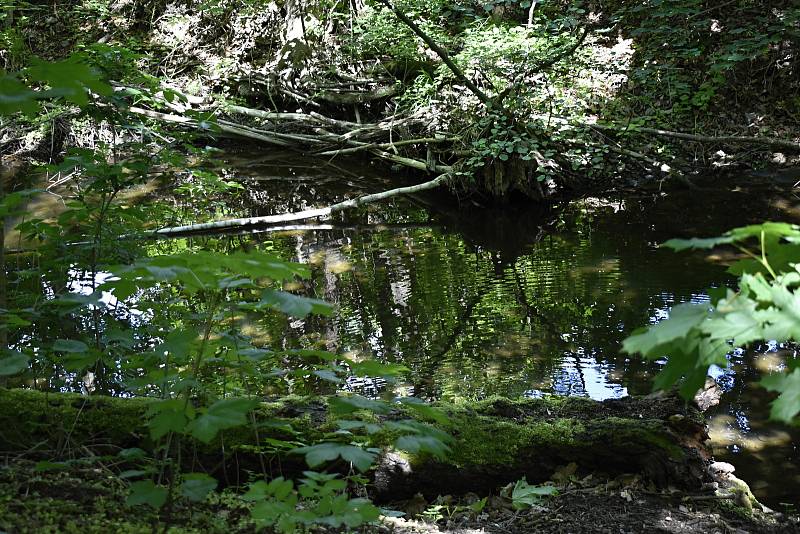 Úžasný kousek přírody přímo ve městě, to je prostějovský Biokoridor Hloučela. 27.5. 2020