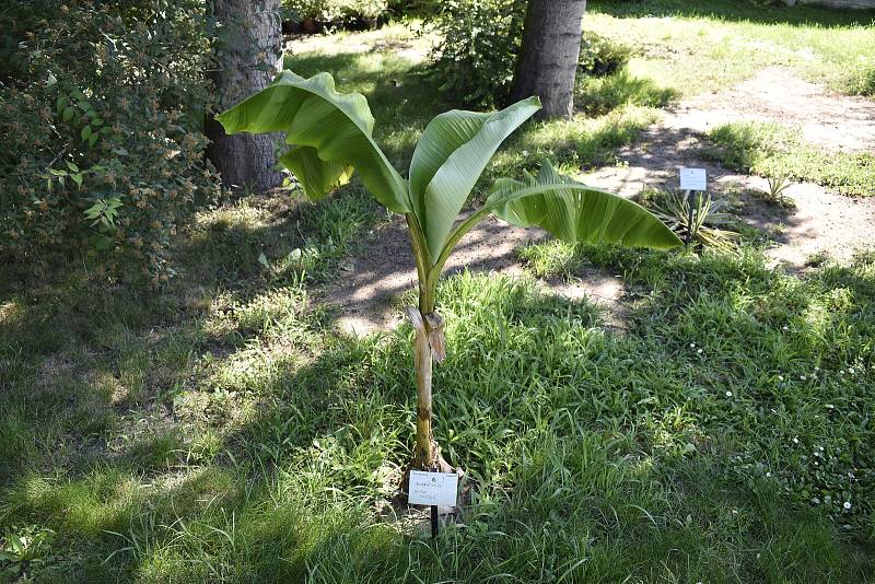 V Botanické zahradě se skrývá spousta zajímavé zeleně. Banánovník. 28.7.2020