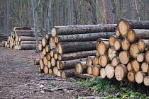 Těžba dřeva, sucho a řádění kůrovce v lesích na Prostějovsku, které spravují Vojenské lesy a statky ČR. (lokalita armádního újezdu Březina u Hamer)