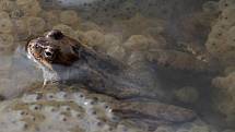 Obyvatelé hamerských rybníků - skokani hnědí
