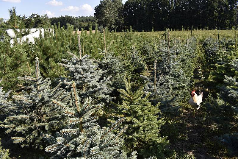 Na plantáži rodiny Svobodových kousek od Prostějova byl zahájen prodej vánočních stromků.