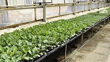 Zahradnictví Atanasov v Prostějově - Zelenina od bulharských zahradníků zásobuje Prostějov již sedmdesát let. 16.4. 2020