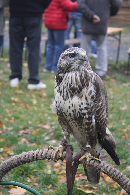 Na Plumlovský zámek se sjeli myslivci z celého okolí. Přilákaly je Hubertské slavnosti.