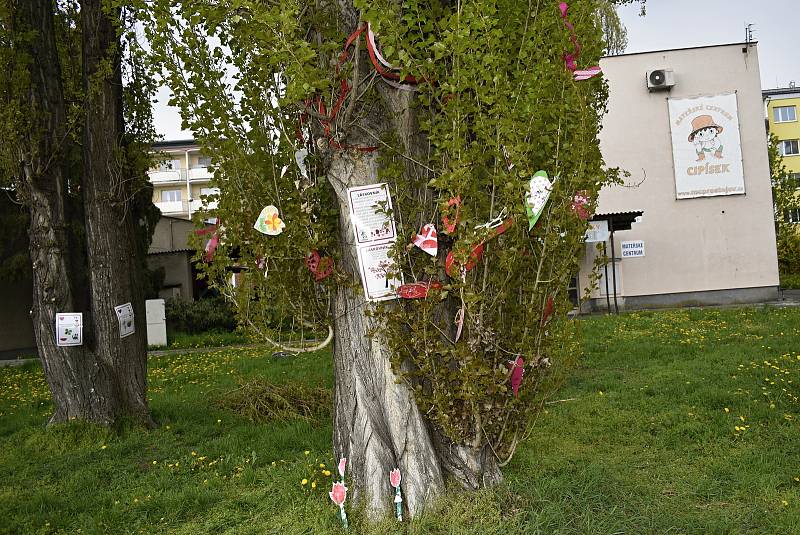 Před prostějovským Mateřským centrem Cipísek vyrostl strom Láskovník.