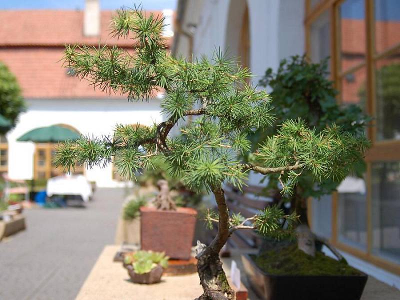 Hody, jarmark a výstava bonsají ve Slatinicích