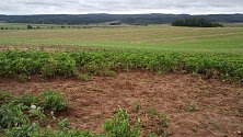 Vypleněné pole brambor našel soukromý zemědělec na svých pozemcích u Vícova.
