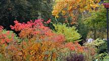 Ti, na které začínají doléhat podzimní chmurné nálady, by měli zajít do prostějovské botanické zahrady Petra Albrechta. Červená, žlutá, fialová, oranžová i různé barvy zeleně, kterými to tu hýří, jim určitě udělají radost.