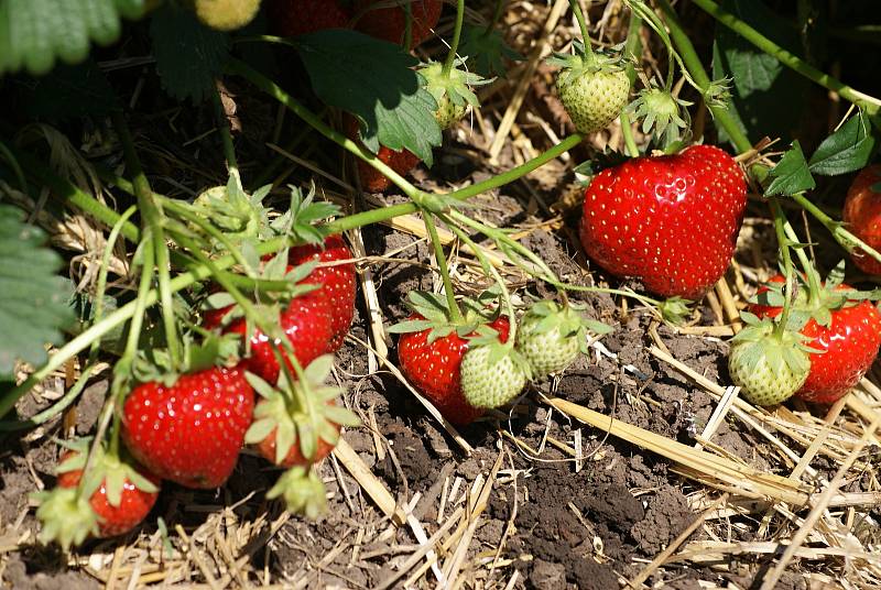 Jahodárna v Určické ulici v Prostějově - 4.6. 2019