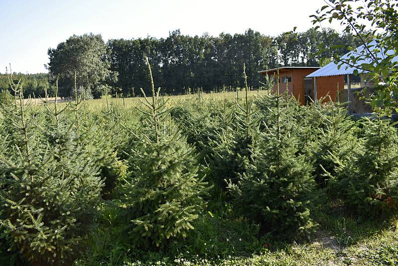 Na plantáži rodiny Svobodových kousek od Prostějova byl zahájen prodej vánočních stromků.