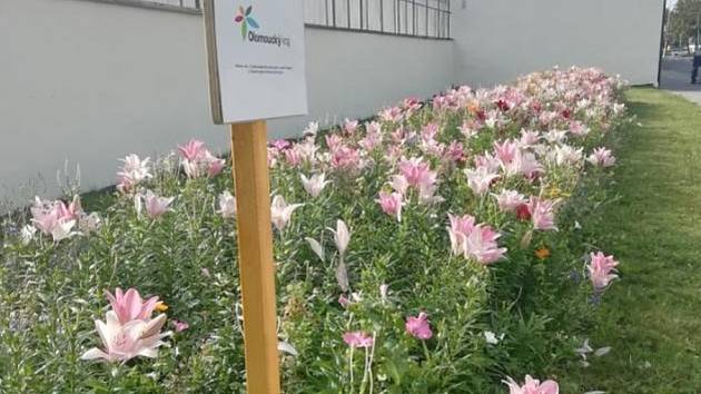 Výsadbu lilií a lučních květin podpořila dotace z Olomouckého kraje. Foto: Magistrát města Prostějova