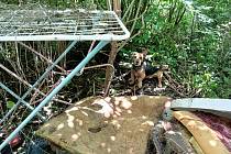 Tři týraní psi byli na popud Státní veterinární správy odebráni chovateli z Němčic nad Hanou.